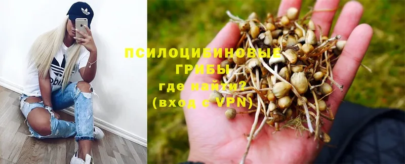 Псилоцибиновые грибы GOLDEN TEACHER  Гурьевск 